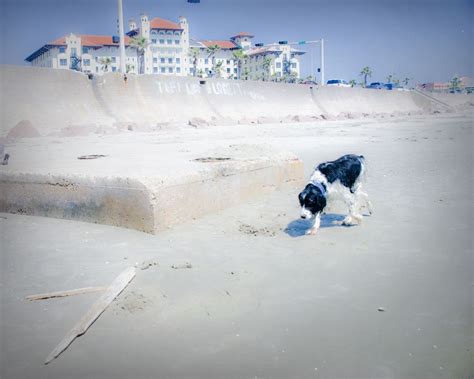 Galveston, a few months after Hurricane Ike ravaged the island. This ...