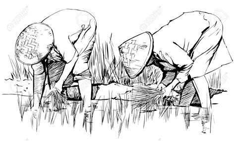 an hand drawing: Two women harvesting rice in asia | Drawings, Drawing illustrations, Sketches