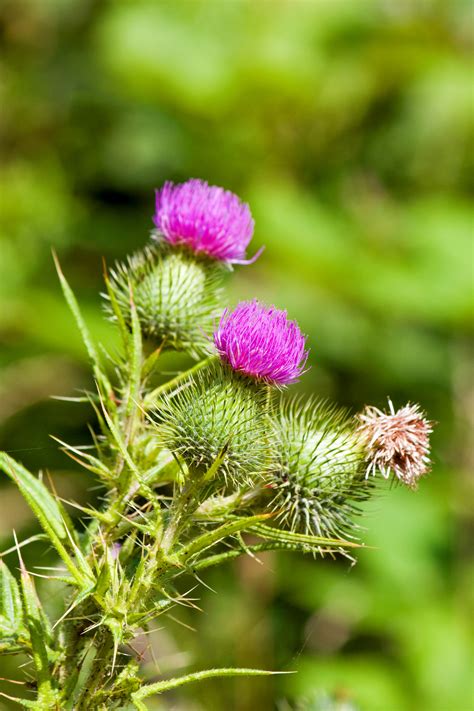 Pink Thistle Flowers Free Stock Photo - Public Domain Pictures