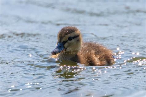 Mallard Duck Baby on Water Surface, Ducklings Swimming Stock Photo ...