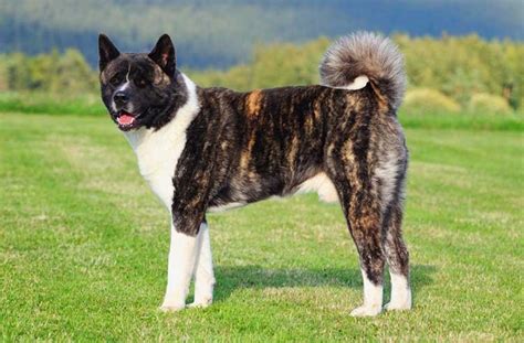 American Akita Dog Breed Temperament and Personality | Foot Good