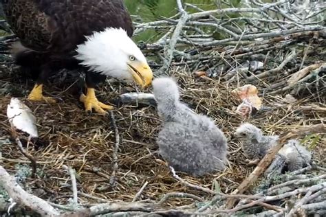 Houston SPCA rescues Boots, a nestling bald eagle in Webster