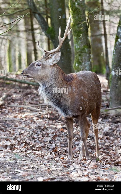 Sika Deer (Cervus nippon) with differently grown antlers, Vulkaneifel ...