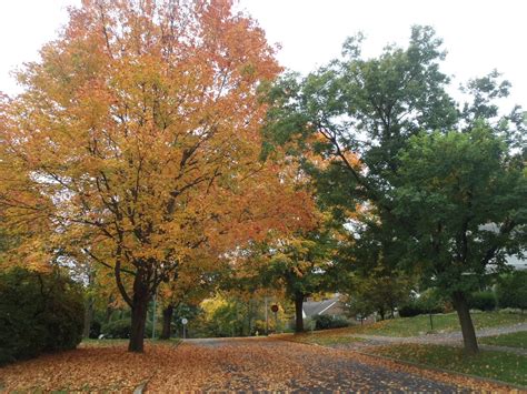 Australian Abroad: Fall Foliage in Pennsylvania.