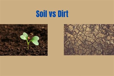 As a gardener, you should know what is soil vs dirt | Gardening with Horticulturist