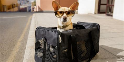 Selecting the Best Dog Travel Bag in 2023