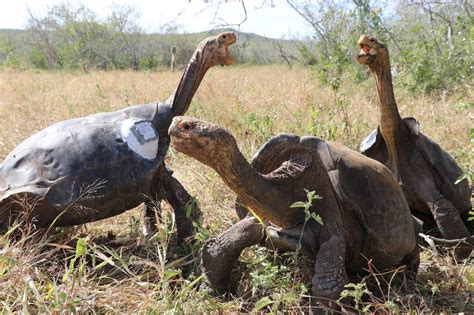 Galapagos island gets 36 endangered giant tortoises