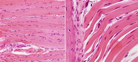 AMIGOS PARA SIEMPRE: Histología vegetal y animal