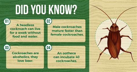 The Ultimate Guide to Cockroach Prevention in Singapore