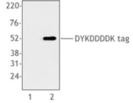 Epitope Tag Products