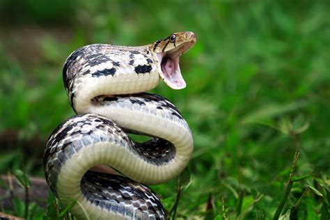 20 of the World's Most Venomous Snakes