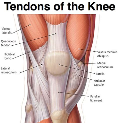 Diagram Of Knee Ligaments And Tendons