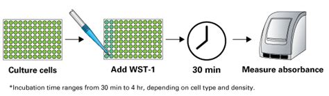 WST-1 cell proliferation assay kit