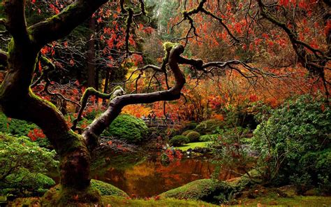 Japanese garden in the autumn HD desktop wallpaper : Widescreen : High Definition : Fullscreen