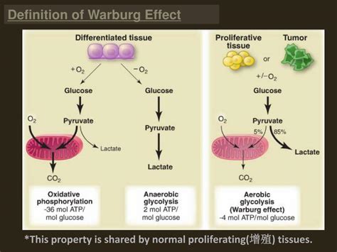 PPT - WARBURG EFFECT PowerPoint Presentation, free download - ID:5749654