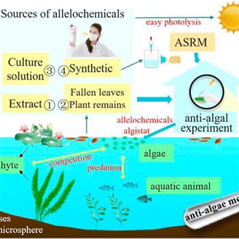 Principles and approaches of allelopathic plants to inhibit... | Download Scientific Diagram