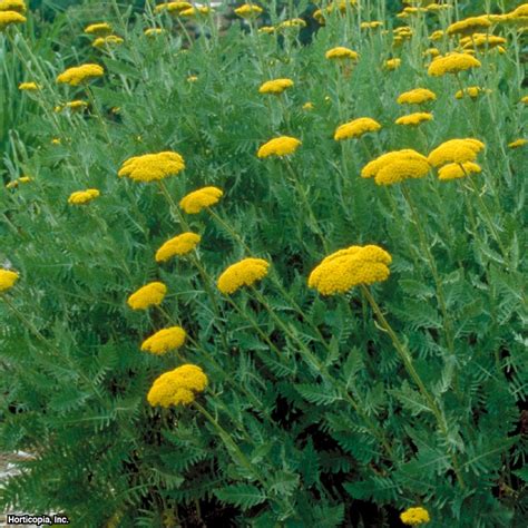 Growing Yarrow from Seeds | HGTV