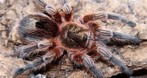 Top 10 Most Venomous Tarantulas (You Can Own!) | Beyond The Treat