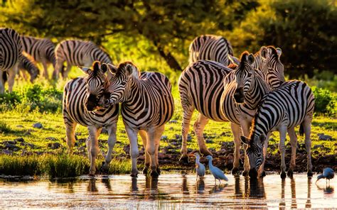 Beautiful Animals From The Wild Cebras Namutoni Restcamp In Etosha National Park Africa ...