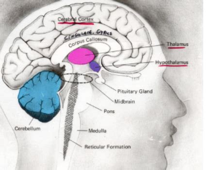 diencephalon Flashcards | Quizlet