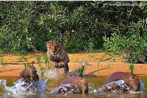 Jaguar hunting capybara's : r/natureismetal