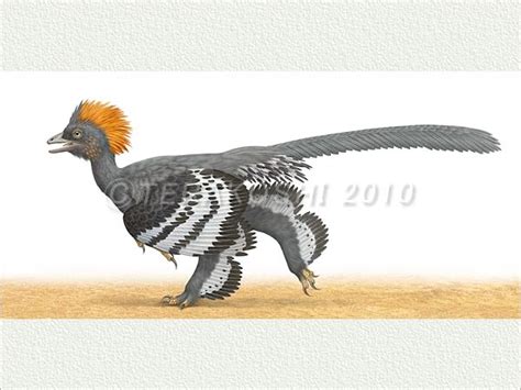 Anchiornis | Prehistoric animals, Prehistoric creatures, Prehistoric