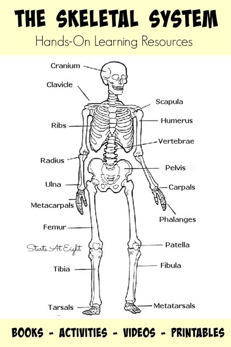 The Skeletal System: Hands-On Learning Resources | Skeletal system activities, Skeletal system ...