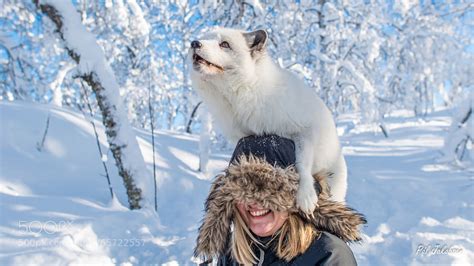 30 Adorable Photos Of Foxes In The Snow - 500px