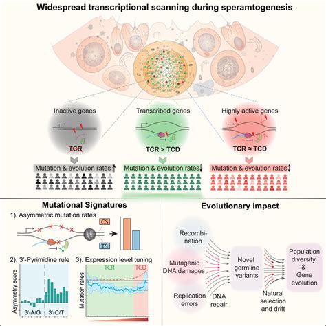 Transcriptional scanning shapes germline mutation rates – 21 Février 2020 | Journal Clubs de l ...