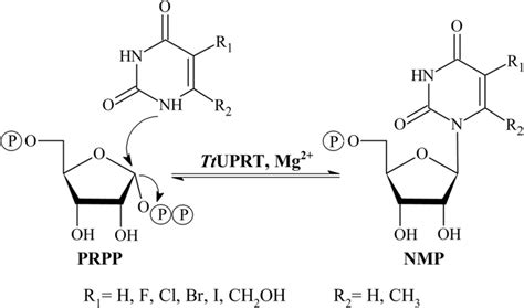 Enzymatic production of pyrimidine nucleoside-5′-monophosphate analogs ...