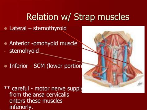 PPT - Thyroid Anatomy PowerPoint Presentation, free download - ID:2047550