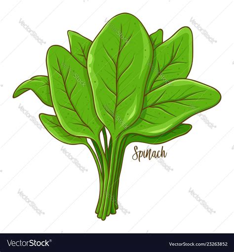 Spinach vegetable hand drawing Royalty Free Vector Image | Vegetable drawing, How to draw hands ...