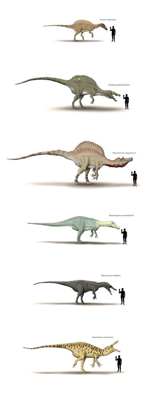 Now, after many hours and pencils, the family of spinosaurids come back to life Suchomimus ...