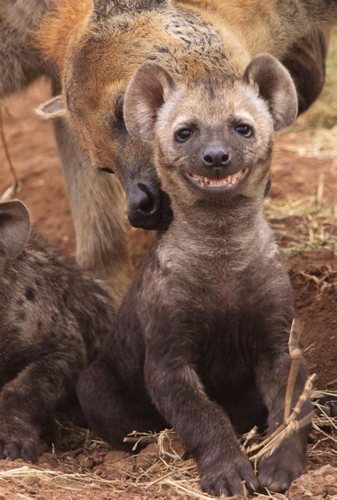 Happy Little Hyena : r/hyenas