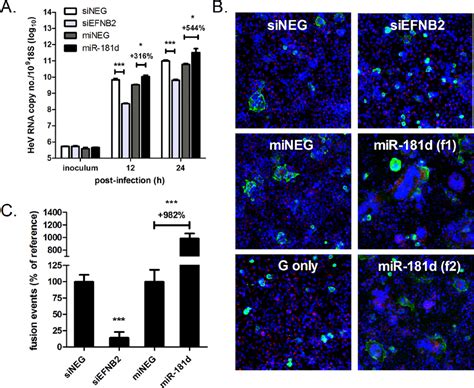 miR-181 significantly enhances HeV RNA synthesis and F- and G-mediated ...