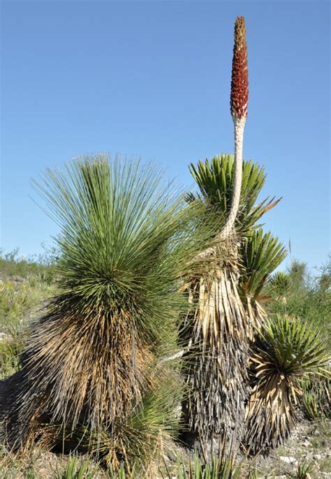 Dasylirion longissimum - The Ruth Bancroft Garden & Nursery