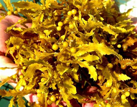 Sargassum Identification Guide - Roffer’s Ocean Fishing Forecasting Service