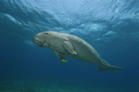 All About the Dugong