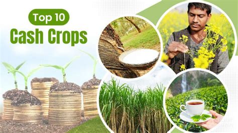 Top 10 Cash Crops in India in 2023: List of Best Commercial Crops | by ...