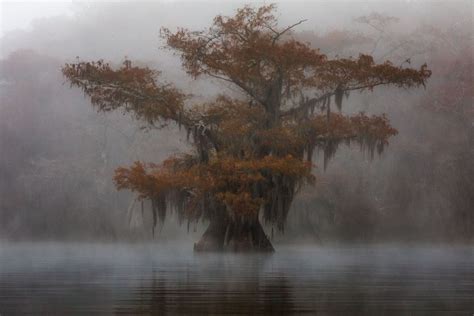 foggy swamp - Louisiana swamp. by Jean-François Chaubard | Swamp, Foggy, Louisiana swamp