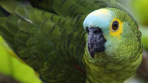 Download Animal Parrot HD Wallpaper