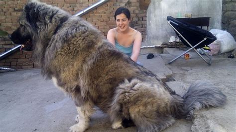 This 200 lbs. Caucasian Shepherd dog : r/AbsoluteUnits