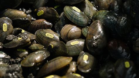 The unnatural history of Minnesota’s freshwater mussels | MPR News