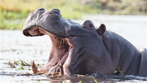 Hippos unleash poop tornado in response to stranger danger | Live Science