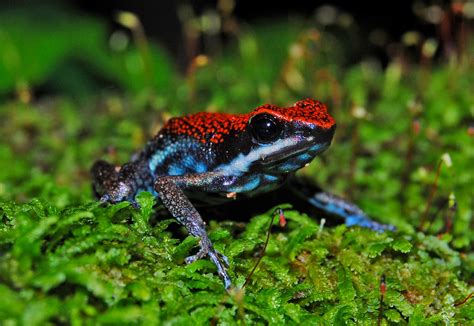 Poison Dart Frog