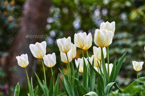 White tulips in my garden Stock Photo by YuriArcursPeopleimages | PhotoDune