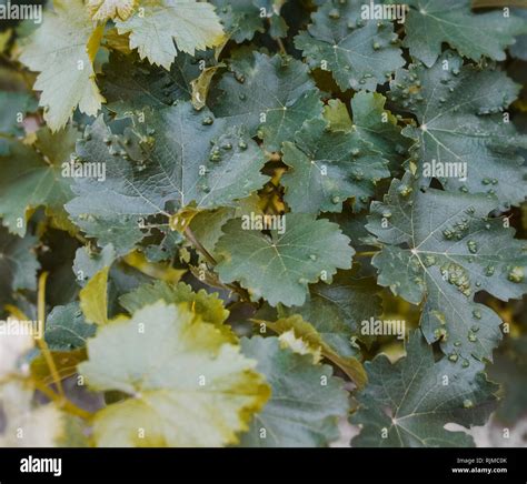 grapevine leafs infected by Grape Phylloxera insects Stock Photo - Alamy