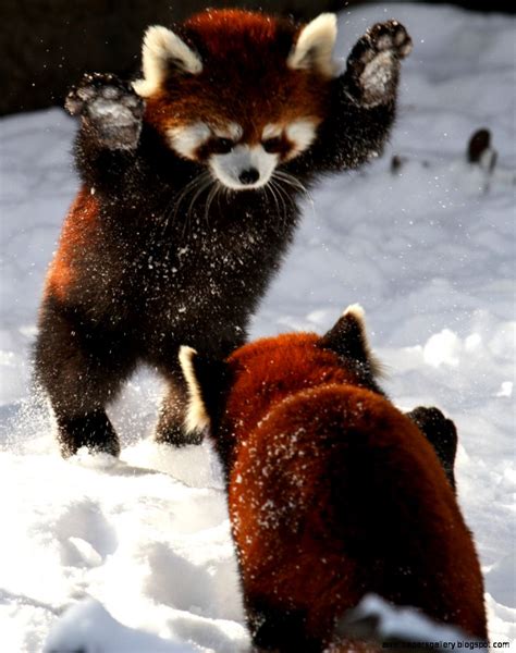 Cute Red Panda In Snow | Wallpapers Gallery