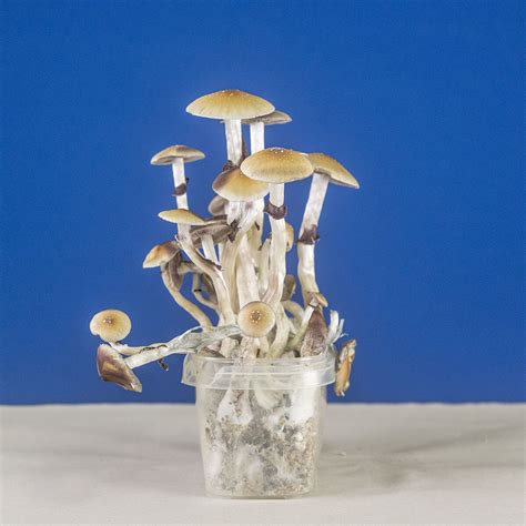 Magic Mushroom Grow Kit | Psilove 'GO' Kit | Wholecelium