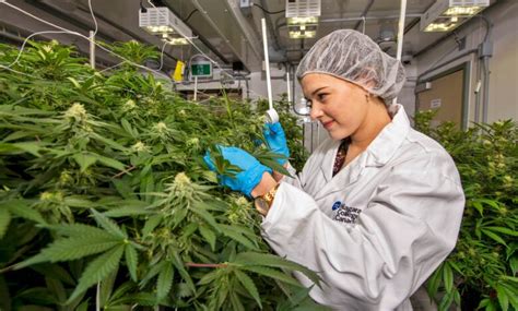 Where to Enroll in a Cannabis College - 2024 Guide - Emlii